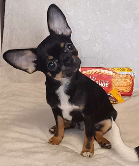 Мальчик чихуахуа г/ш, щенок