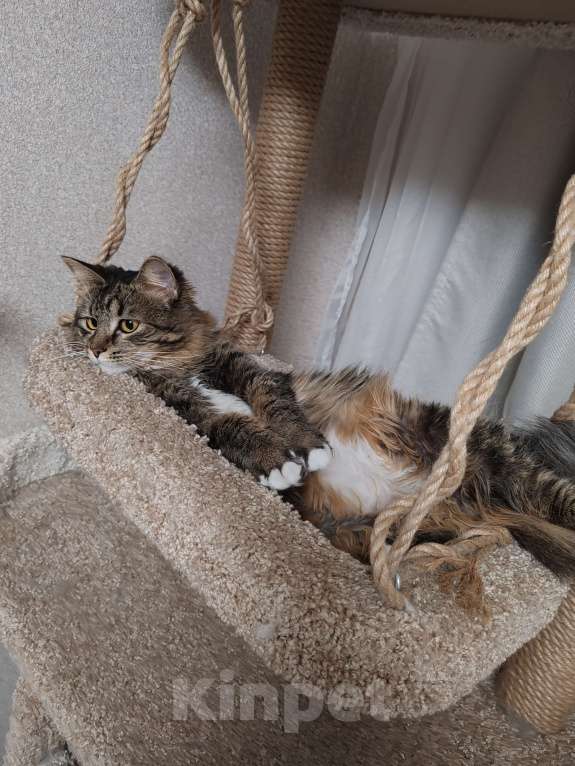 Кошки в Красногорске: Котик в добрые руки Мальчик, 1 000 руб. - фото 1