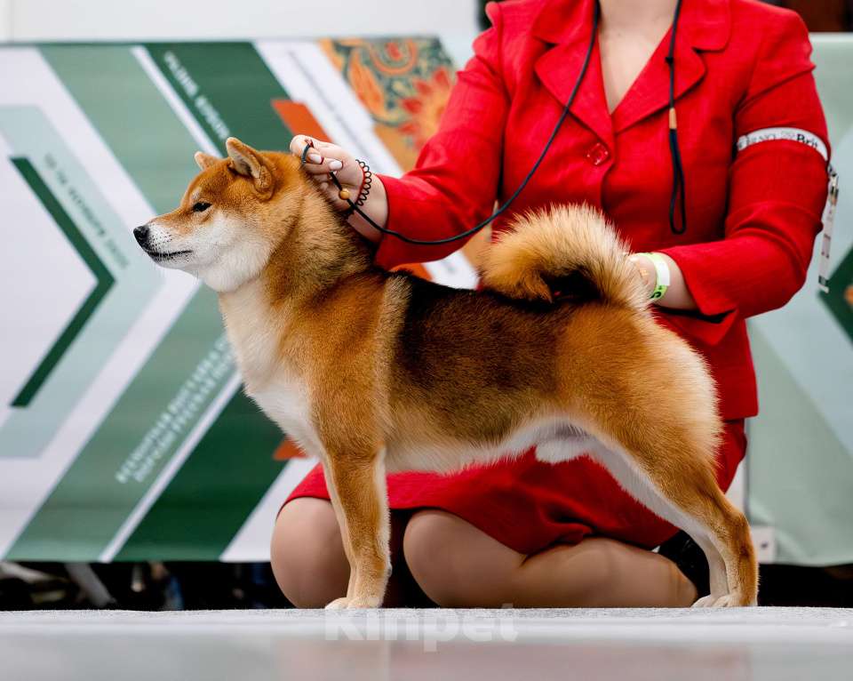 Собаки в Москве: Сиба вязка Интерчемпион Мальчик, Бесплатно - фото 6
