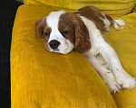 Собаки в Москве: Продаётся щенок кавалер кинг чарльз спаниель Мальчик, 40 000 руб. - фото 2