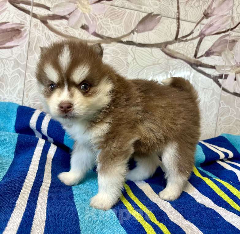 Собаки в Санкт-Петербурге: Щенок Малая Сибирская Собака Хапика Мальчик, Бесплатно - фото 4