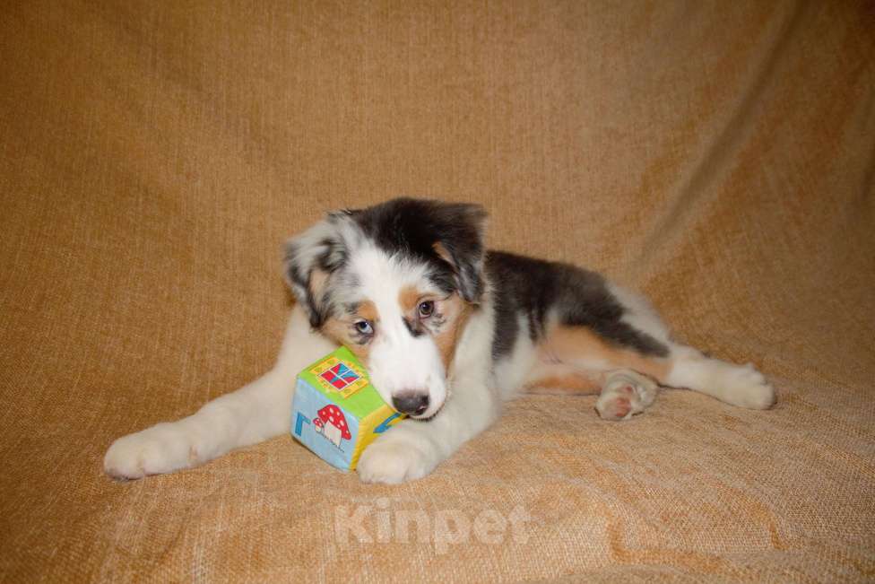 Собаки в других городах Московской области: Австралийская овчарка (аусси) Девочка, 50 000 руб. - фото 4