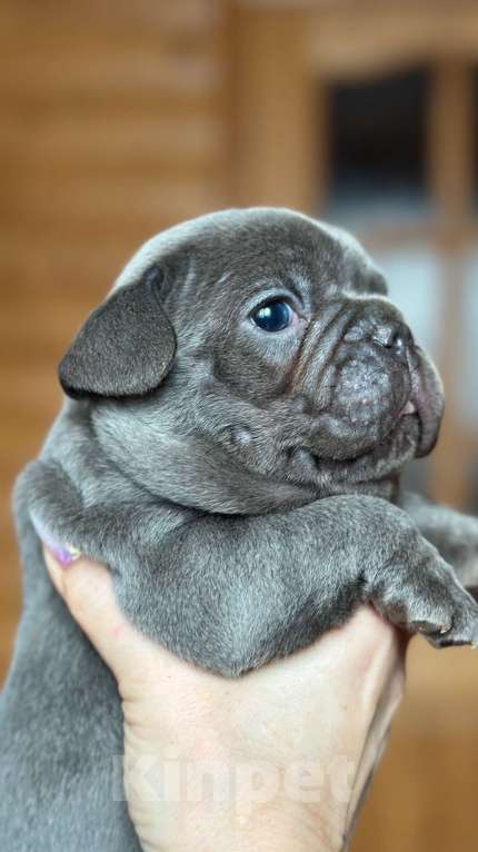 Собаки в Москве: Французский бульдог  Мальчик, 35 000 руб. - фото 2