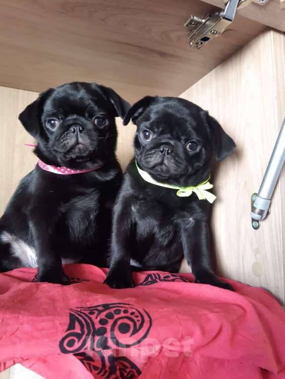 Собаки в Новосибирске: Девчушка чернушка с документами РКФ привита Девочка, 45 000 руб. - фото 2