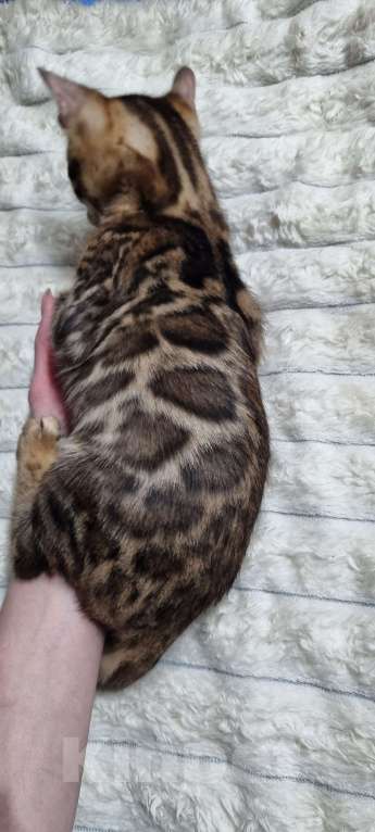 Кошки в Кемерово: Продам Бенгальских котят с документами Мальчик, 50 000 руб. - фото 8