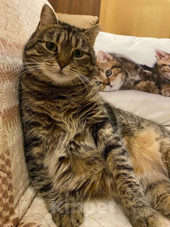 Кошки в Санкт-Петербурге: Кошка Бусинка ищет дом Девочка, Бесплатно - фото 5