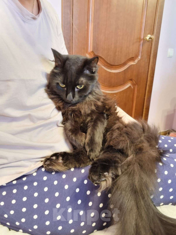 Кошки в Москве: Минька Мальчик, Бесплатно - фото 4