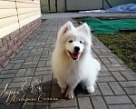 Собаки в Череповце: Щенок Самоедской Собаки/Самоеда Девочка, 80 000 руб. - фото 2