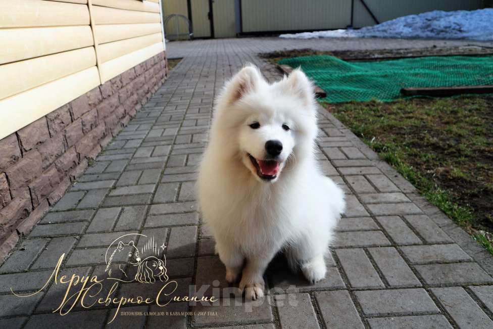 Собаки в Череповце: Щенок Самоедской Собаки/Самоеда Девочка, 80 000 руб. - фото 2