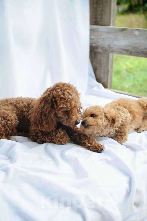 Собаки в Хадыженске: Мальтипу teddy Мальчик, 57 000 руб. - фото 3