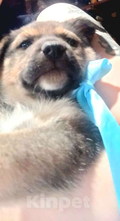 Собаки в Королеве: Щенок Лучик в дар, 2 месяца Мальчик, Бесплатно - фото 8