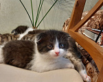 Кошки в Гатчине: Котята мальчики метисы от вислоухой шотландской Мальчик, 2 500 руб. - фото 10