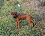Собаки в Одинцово: Родезийский риджбек мальчик. Стандарт. Мальчик, Бесплатно - фото 1