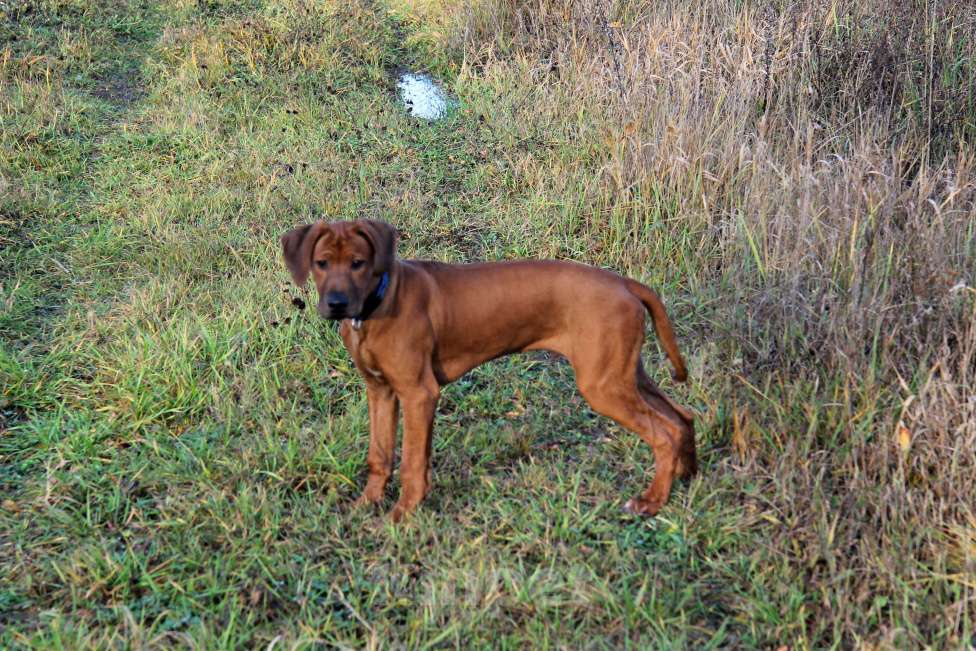 Собаки в Одинцово: Родезийский риджбек мальчик. Стандарт. Мальчик, Бесплатно - фото 1