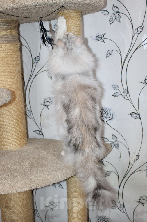 Кошки в Тюмени: Сибирский котёнок Девочка, 15 000 руб. - фото 8