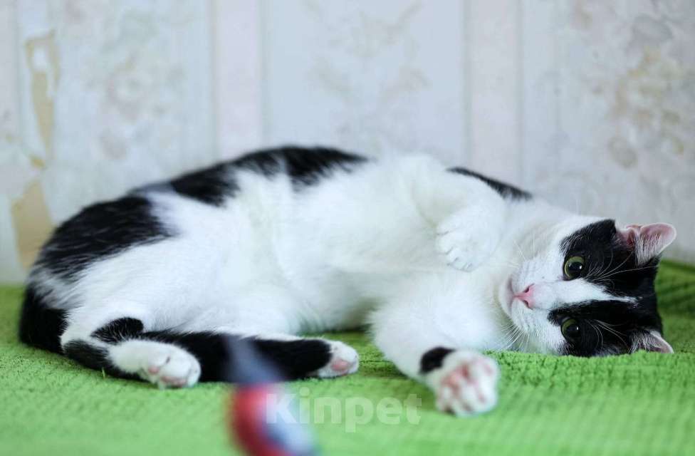 Кошки в Москве: котик очень хочет стать домашним любимцем Мальчик, Бесплатно - фото 4