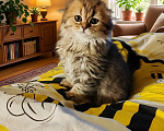 Кошки в Твери: Шотландские котята Скотишь Фолд и Скотишь Страйт Мальчик, Бесплатно - фото 4