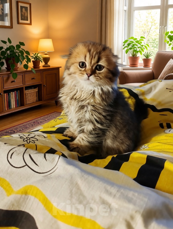 Кошки в Твери: Шотландские котята Скотишь Фолд и Скотишь Страйт Мальчик, Бесплатно - фото 4