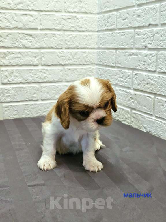 Собаки в других городах Липецкой области: Щенки Кавалер Кинг Чарльз спаниель Девочка, 75 000 руб. - фото 5