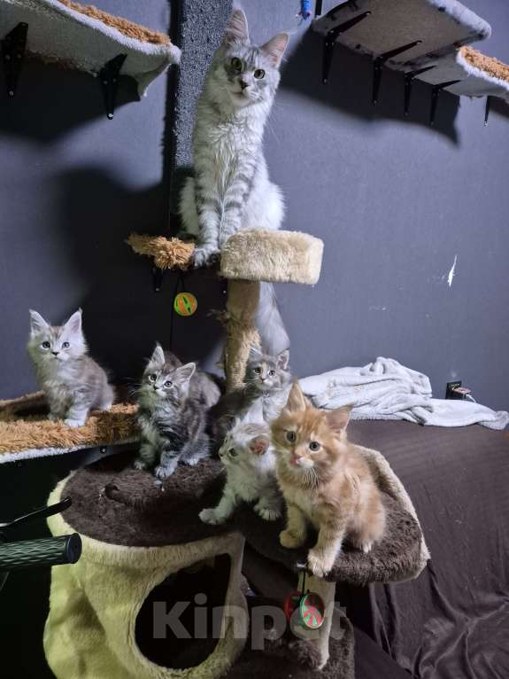 Кошки в Красногорске: Классика и полидакты Девочка, 18 000 руб. - фото 5