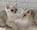 Кошки в Брянске: Королевская серебристая шиншилла Девочка, 20 000 руб. - фото 3