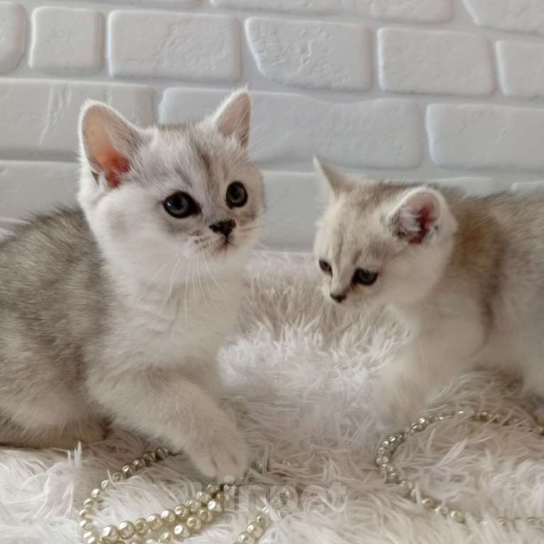 Кошки в Брянске: Королевская серебристая шиншилла Девочка, 20 000 руб. - фото 3