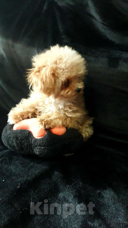 Собаки в Москве: Мини мальтипу  Мальчик, 38 000 руб. - фото 4