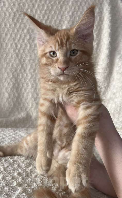 Кошки в Новосибирске: Породистые котята Мейн Кун  Мальчик, 25 000 руб. - фото 3