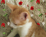 Кошки в Москве: Котята от домашней кошки Мальчик, 200 руб. - фото 1