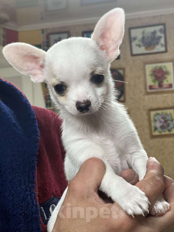 Собаки в Лабинске: Девочка Девочка, Бесплатно - фото 2