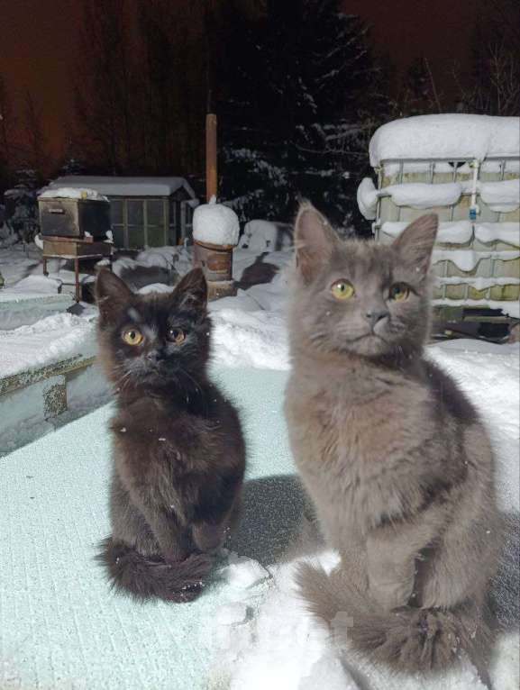 Кошки в Санкт-Петербурге: Нуар Мальчик, Бесплатно - фото 1