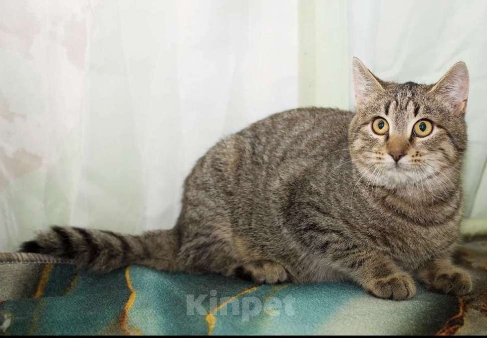 Кошки в Москве: Серега Мальчик, Бесплатно - фото 4