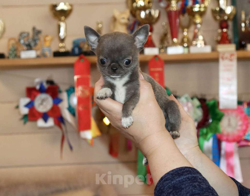 Собаки в Москве: Голубая МИНИ чихуа Девочка, 120 000 руб. - фото 3
