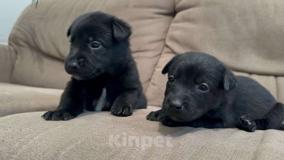 Собаки в Москве: Черныш Мальчик, Бесплатно - фото 7