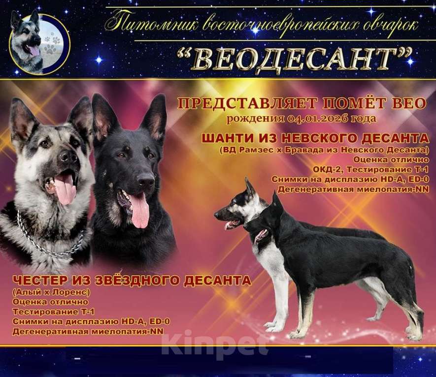 Собаки в Санкт-Петербурге: Ф... Из Звёздного Десанта  Девочка, 40 000 руб. - фото 4