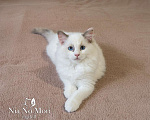 Кошки в Пензе: Котёнок девочка породы Рэгдолл - Bella Девочка, 65 000 руб. - фото 2