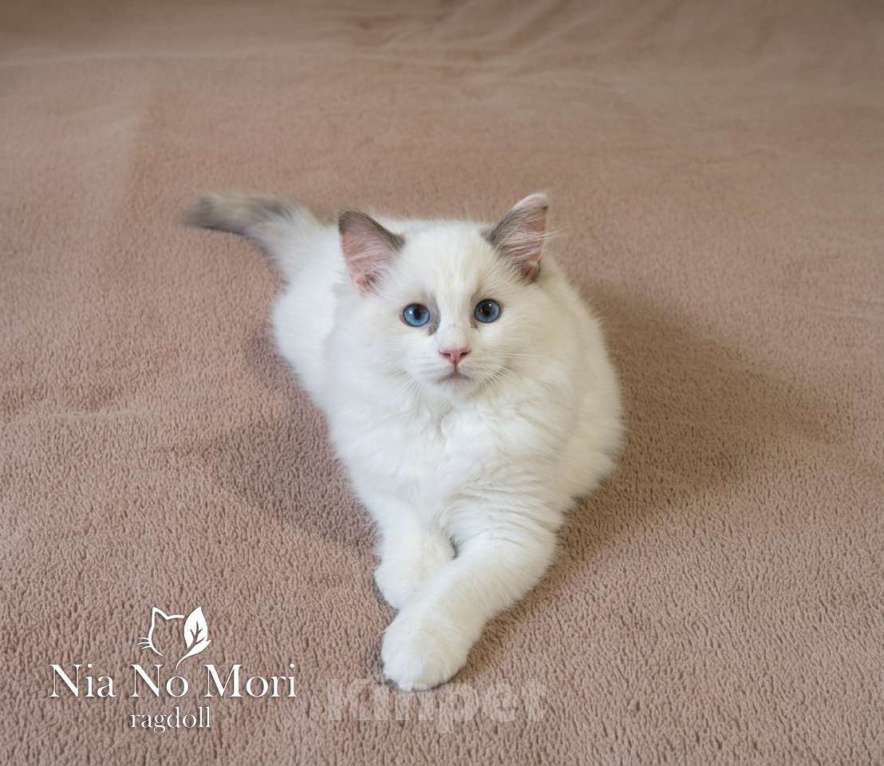 Кошки в Пензе: Котёнок девочка породы Рэгдолл - Bella Девочка, 65 000 руб. - фото 2