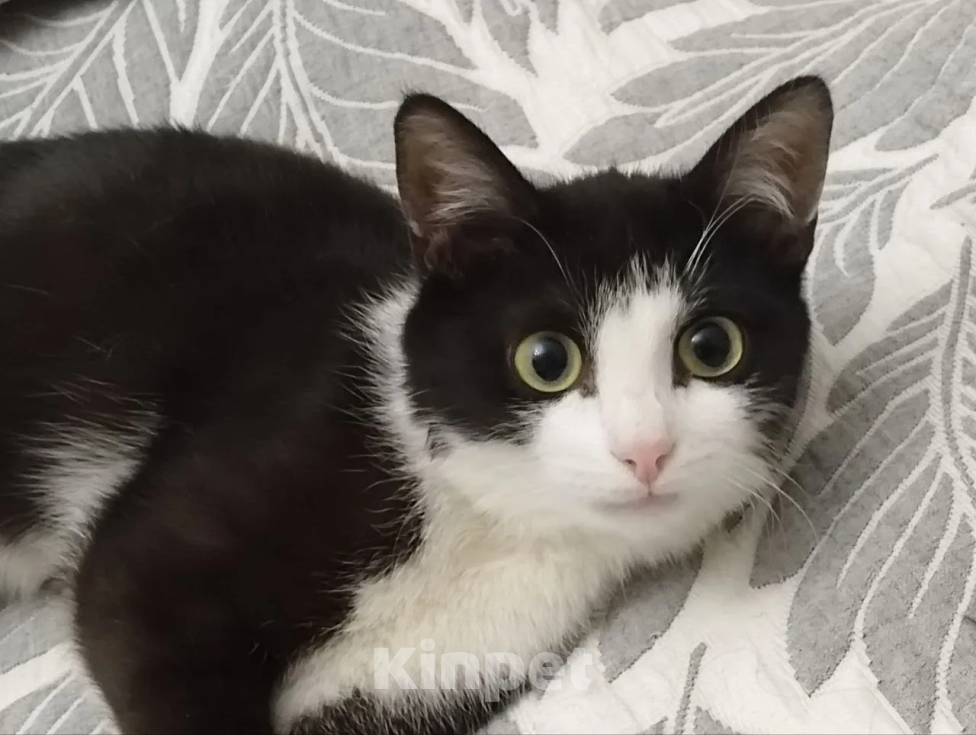 Кошки в Москве: Кошечка в добрые руки Девочка, Бесплатно - фото 3