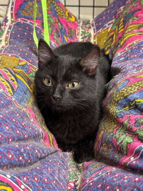 Кошки в Москве: Черный котёнок Нуар в добрые руки Мальчик, Бесплатно - фото 2