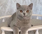 Кошки в Санкт-Петербурге: Британский котенок Мальчик, Бесплатно - фото 1
