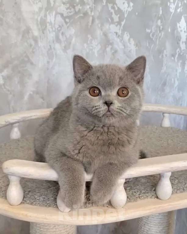 Кошки в Санкт-Петербурге: Британский котенок Мальчик, Бесплатно - фото 1