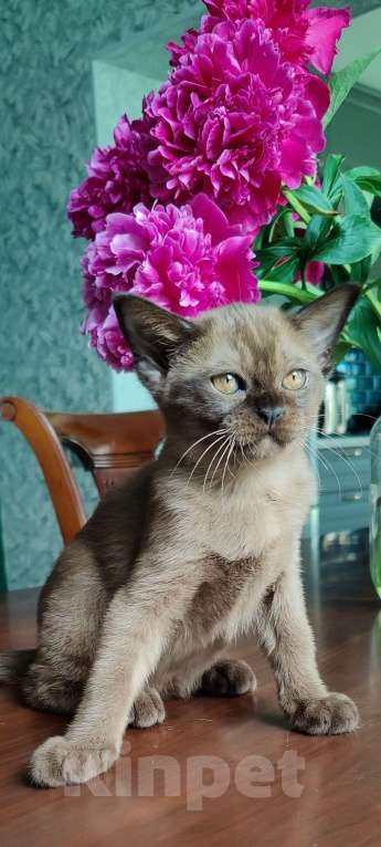 Кошки в Москве: Брутальный бурманскрй мальчик Мальчик, Бесплатно - фото 4