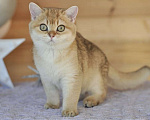 Кошки в Владивостоке: Золотая британская девочка Девочка, 50 000 руб. - фото 4