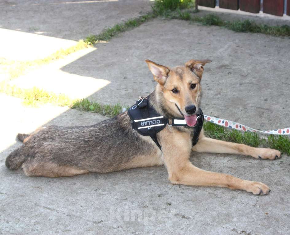 Собаки в Москве: Молоденькая ласкушечка Ариша ждет родную семью всю свою маленькую жизнь!  Девочка, Бесплатно - фото 5