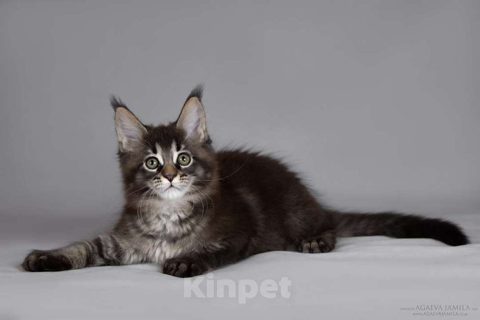 Кошки в Москве: Мейн-кун Зара маленькая пума Девочка, 55 000 руб. - фото 4