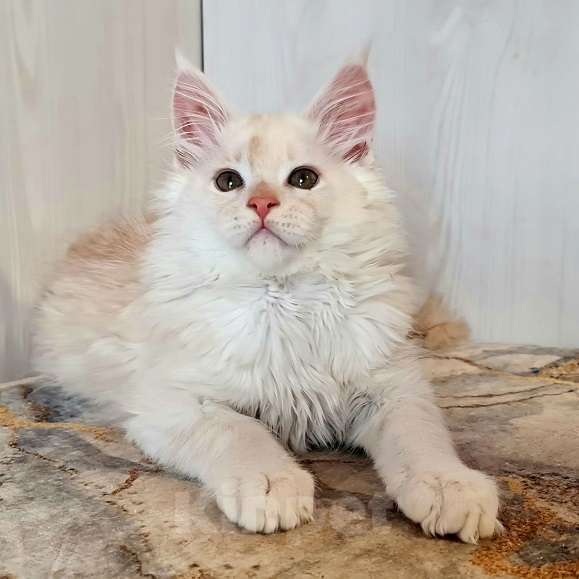 Кошки в других городах Ярославской области: Котята Мейн кун Мальчик, Бесплатно - фото 6