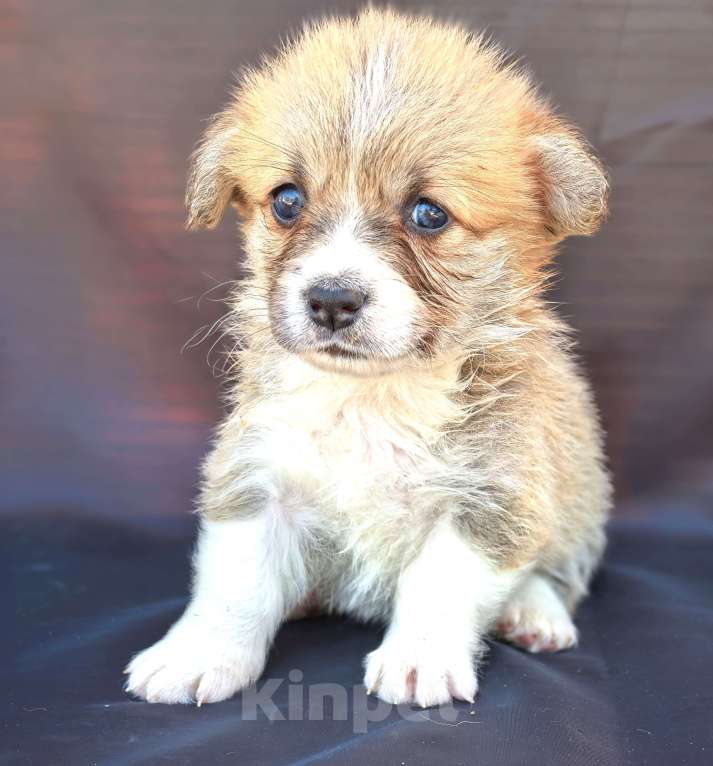 Собаки в Москве: Девочка вельш корги пемброк Девочка, 60 000 руб. - фото 4