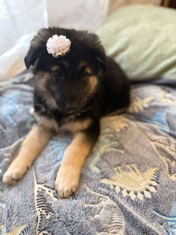 Собаки в Москве: Щенок в добрые руки Девочка, Бесплатно - фото 10