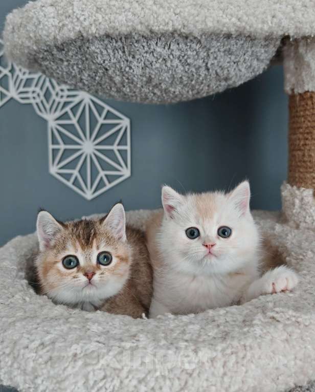 Кошки в Москве: Породистые шотландские котята Мальчик, 65 000 руб. - фото 5