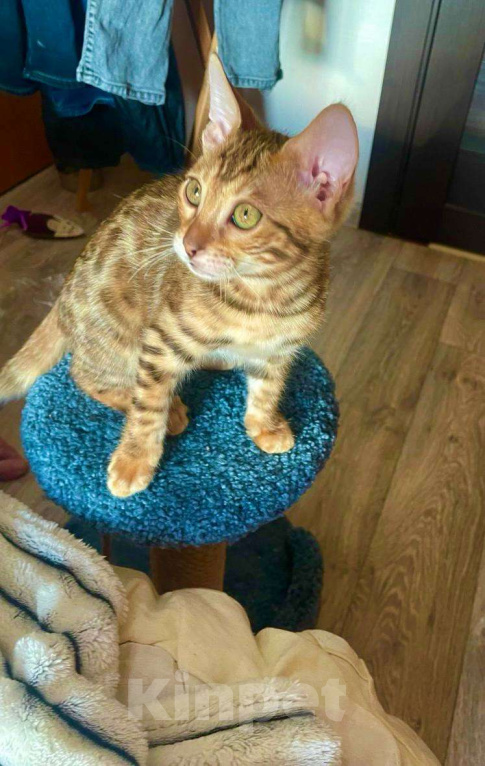 Кошки в Самаре: Бенгальский мальчишка Veritay Bentley  Мальчик, 60 000 руб. - фото 1